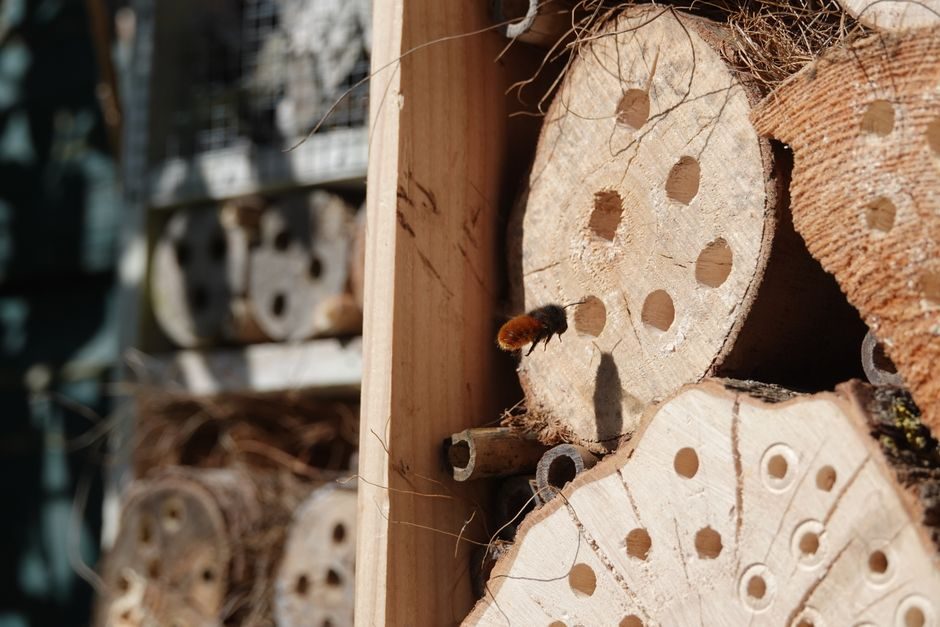 Build an Insect Hotel for Overwintering Bees and Ladybirds