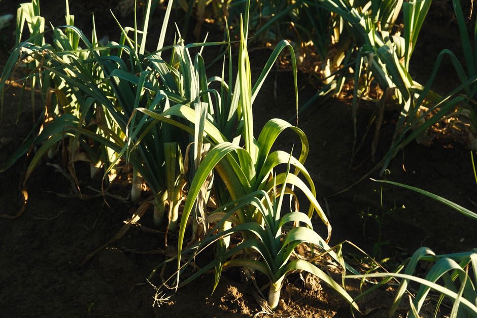 Earth Up Leeks for a Longer Blanched Stem