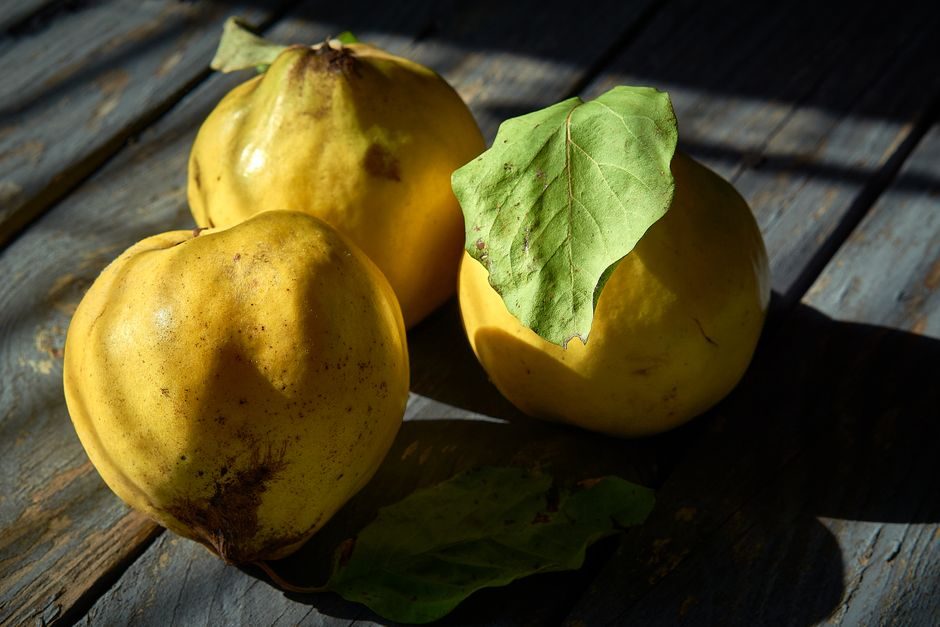 Pick and Store Quince Before the First Frost