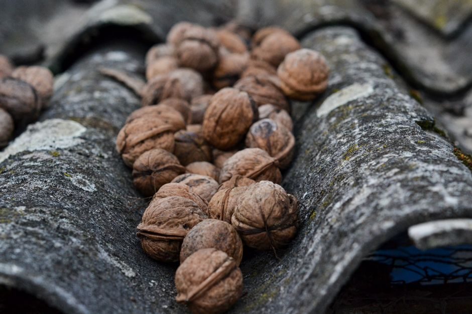 Harvest, Husk and Dry Walnuts for Winter Storage