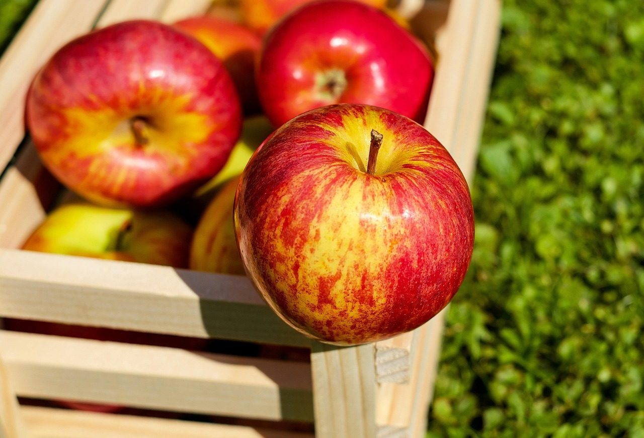 Pick and Store Apples for Winter Keeping