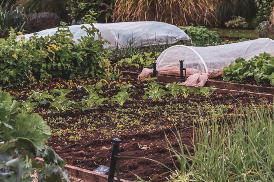Rig a Fleece Tunnel Over Leafy Crops Before the First Frost