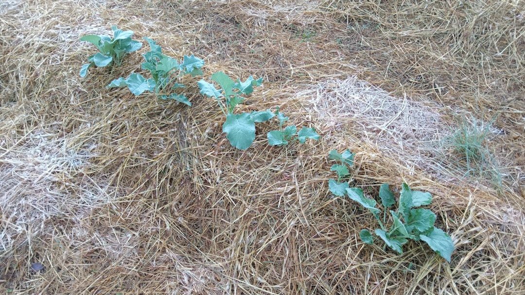 Mulch Kale and Spring Cabbage Transplants with Straw for Winter
