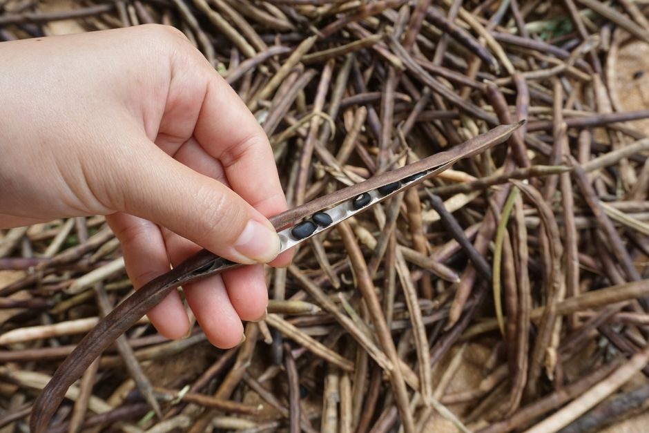 Save Bean Seeds from Dried Pods
