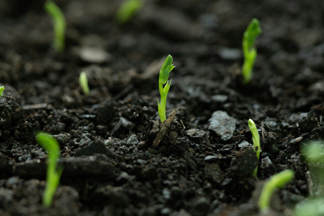 Sow a Green Manure Over a Bed You're Leaving Bare This Winter