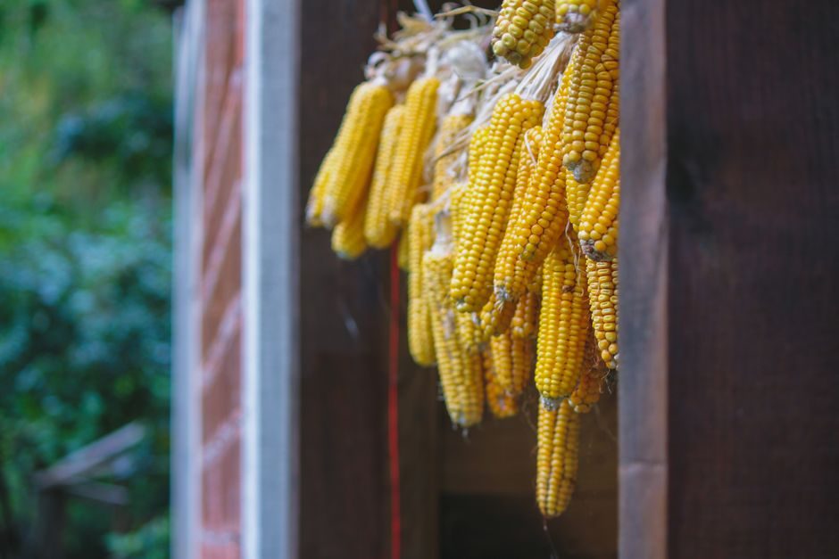 Harvest and Dry Popcorn or Flour Corn for Storage
