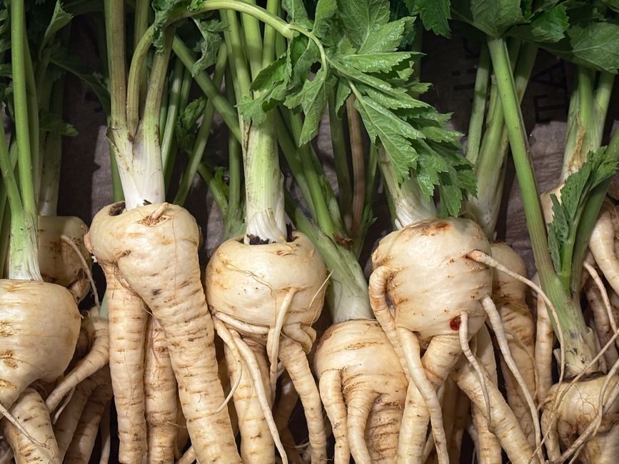 Mulch a Parsnip Row to Keep Digging It All Winter