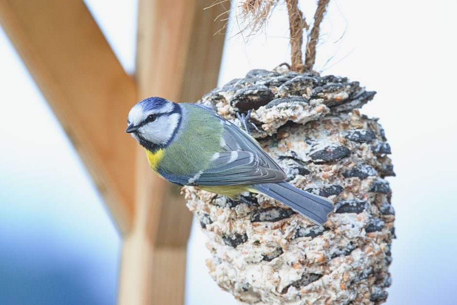 Make a Pinecone Suet Feeder for Garden Birds Before Winter