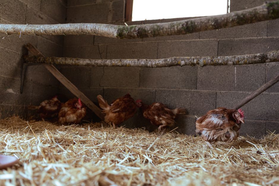 Deep-Litter a Chicken Coop Before Winter