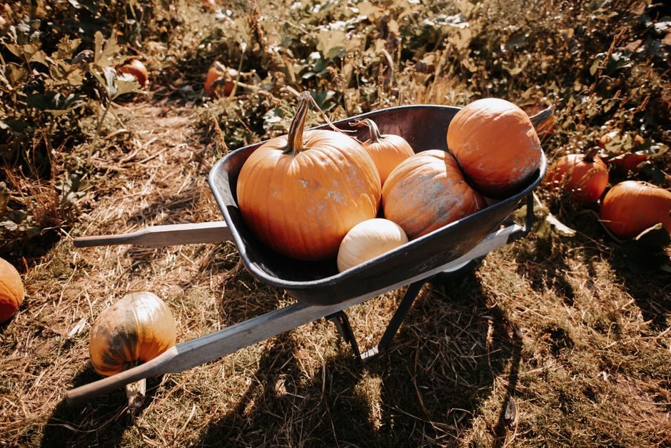Harvest and Cure Winter Squash and Pumpkins for Storage