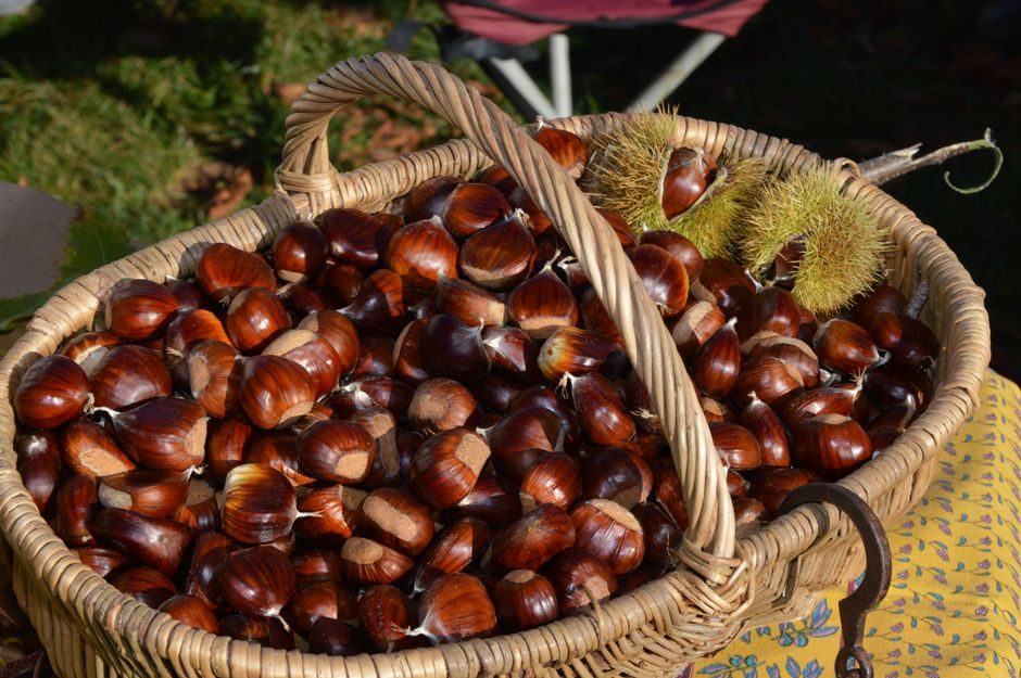 Harvest, Husk and Cure Sweet Chestnuts for Winter Storage