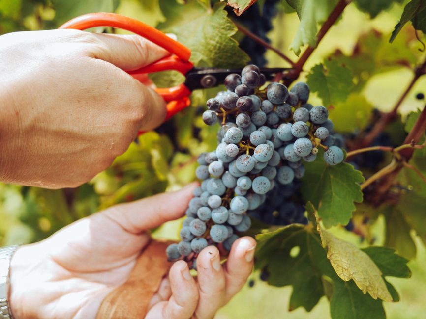 Harvest Garden Grapes and Dry Them into Raisins