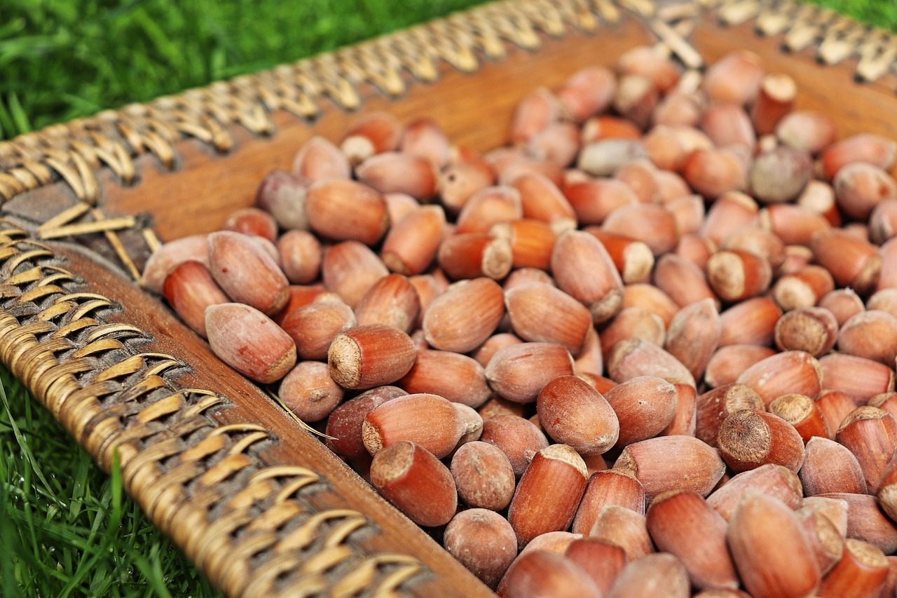 Harvest and Dry Hazelnuts for Winter Storage